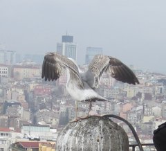 Larus