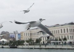 Chroicocephalus ridibundus