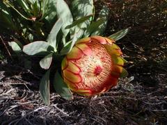 Protea effusa