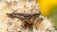 Melanoplus cinereus
