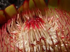 Protea effusa