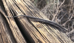 Urosaurus graciosus