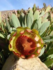 Protea effusa