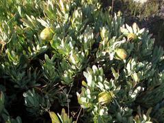 Protea effusa