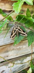 Eumorpha vitis