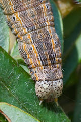 Achaea indeterminata