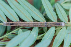 Achaea indeterminata