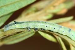 Achaea indeterminata