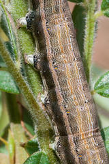 Achaea indeterminata