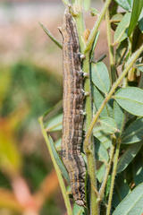 Achaea indeterminata