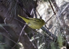 Setophaga petechia