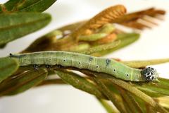 Achaea indeterminata