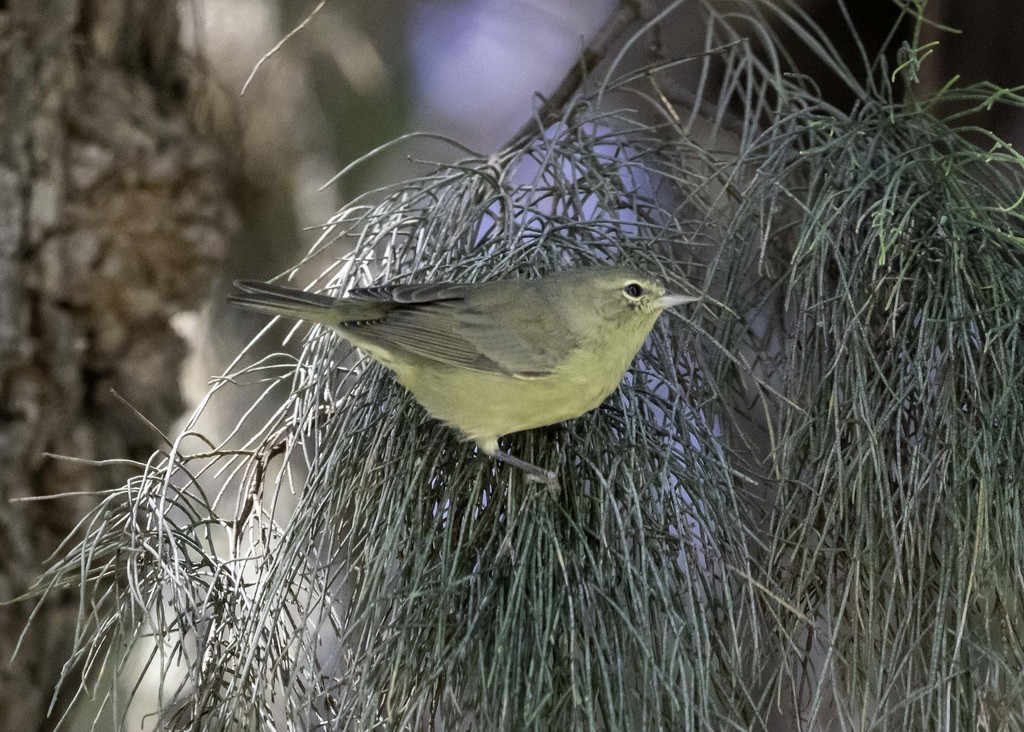 Orange-crowned Warbler from Camarillo, CA, USA on September 3, 2021 at ...