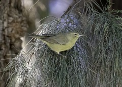 Leiothlypis celata