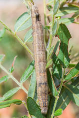 Achaea indeterminata