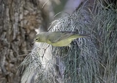 Leiothlypis celata