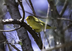 Setophaga petechia