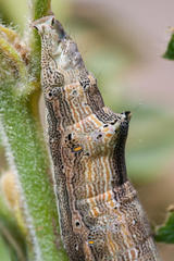 Achaea indeterminata