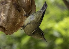 Leiothlypis celata