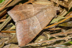 Achaea indeterminata