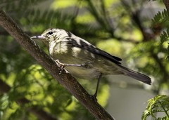Leiothlypis celata