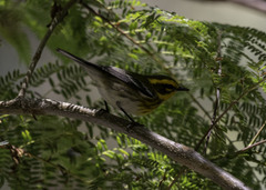 Setophaga townsendi