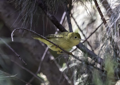 Setophaga petechia