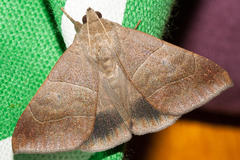 Achaea indeterminata