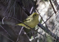Setophaga petechia