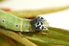 Achaea indeterminata