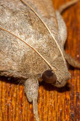 Achaea indeterminata