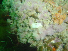 Cadlina