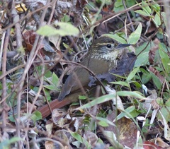 Syndactyla rufosuperciliata