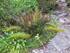Aciphylla takahea