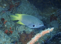 Pomacentrus nigromarginatus