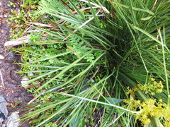 Aciphylla takahea