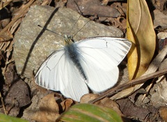 Tatochila stigmadice