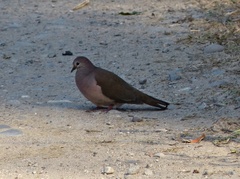 Leptotila megalura