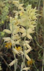 Stachys aurea