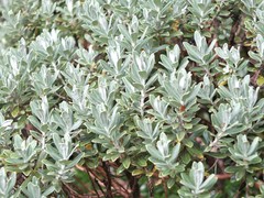 Olearia moschata