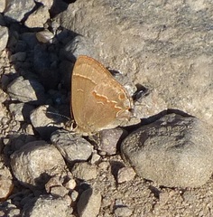 Arzecla tucumanensis