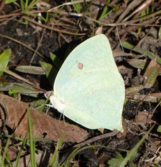 Phoebis neocypris neocypris