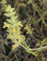 Stachys aurea