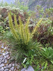 Aciphylla takahea