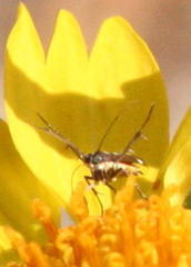 Eretmocera