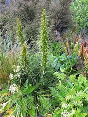 Aciphylla takahea
