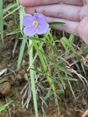 Osbeckia chinensis