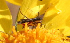 Eretmocera
