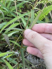 Osbeckia chinensis