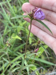 Osbeckia chinensis